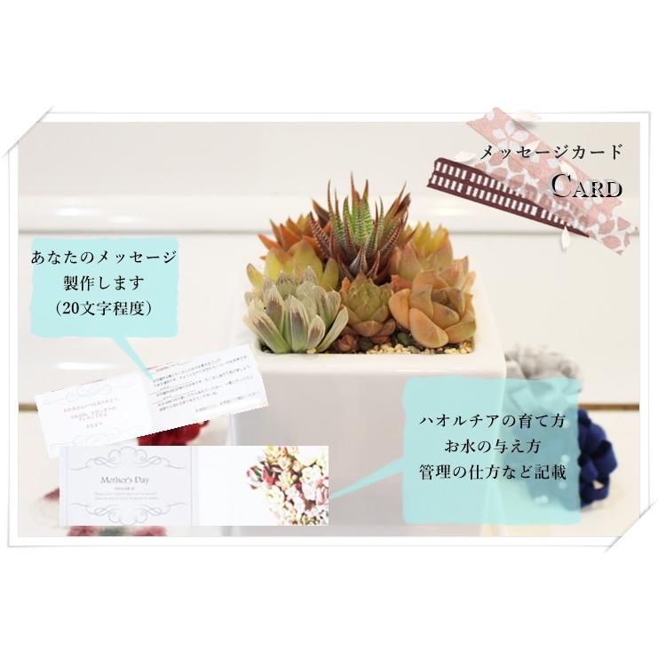 ハオルチア 寄せ植え 送料無料 可愛い 多肉植物 贈り物 ギフト