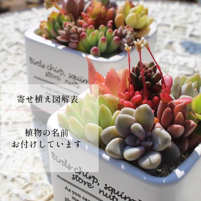 ビンテージスクエアーのギフト 9種アソート 寄せ植え 鉢 お洒落 多肉