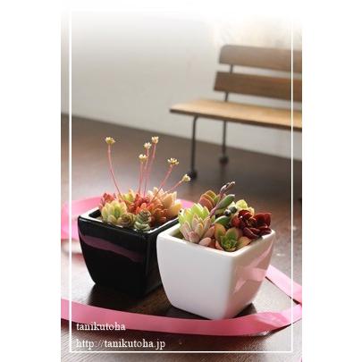 多肉植物 白鉢 正方形 スクエアー 寄せ植え 贈り物 母の日 引っ越し