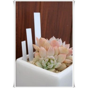 園芸ラベル小 ネームプレート5枚セット 多肉植物ラベル お洒落なラベル ネームプレート 激安 園芸ラベル Gm 001 多肉永遠支店 通販 Yahoo ショッピング