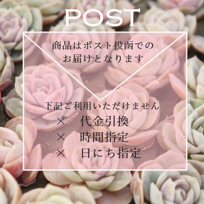 選べる5色＆2サイズ★植物ラベル 【オーダーページ 】多肉植物など 園芸ラベル 園芸ラベル中 2枚セット 多肉植物ラベル お洒落なラベル ネーム