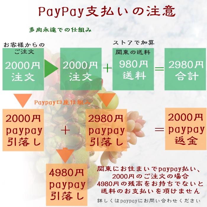 プラスチック鉢 A-25 2.5号 白 苗用 間口6.8cm 多肉植物のプラスチック鉢｜tanikutoha｜04