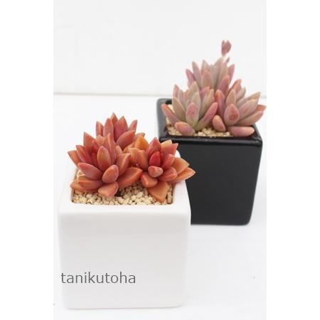 選ぶなら ブロンズ姫 2寸ポット グラプトペタルム 弁慶草科 カット苗 多肉植物 苗 敬老の日 新築祝 誕生日祝 開店祝 結婚式祝 Wantannas Go Id