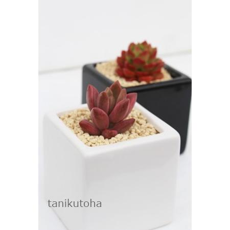 最大45 Offクーポン ブロンズ姫光 ピーチ姫 2寸ポット グラプトペタルム 弁慶草科 ピンク色 多肉植物 苗 敬老の日 新築祝 誕生日祝 開店祝 結婚式祝 Wantannas Go Id