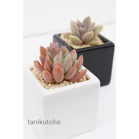 アクアリウス 2寸ポット グラプトペタルム 弁慶草科 ピンク色多肉植物 