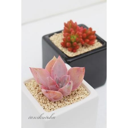 初恋 2寸ポット グラプトベリア 弁慶草科 ピンク色多肉植物 苗