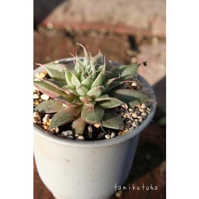 シルバースター 2寸ポット グラプトベリア 弁慶草科 ピンク色多肉植物 苗 敬老の日 新築祝 誕生日祝 開店祝 結婚式祝 Gv 013 多肉永遠支店 通販 Yahoo ショッピング