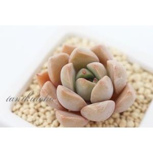 ローズクィーン 2寸ポット グラプトベリア 弁慶草科 ピンク色多肉植物 苗 敬老の日 新築祝 誕生日祝 開店祝 結婚式祝 Gv 018 多肉永遠支店 通販 Yahoo ショッピング