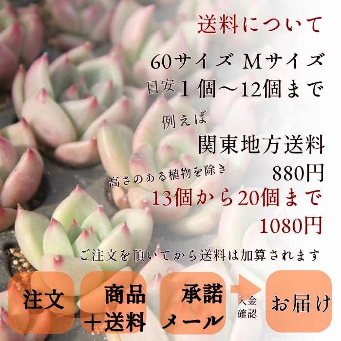 ピンクルルビー 2寸ポット グラプトベリア 弁慶草科 多肉植物 苗｜tanikutoha｜09