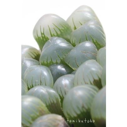 ドドソン紫オブツーサOB-1 ハオルチア ススキノ科 珍しい多肉 苗 多肉