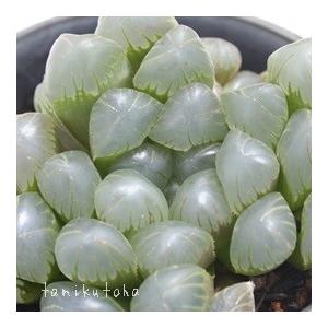 ドドソン紫オブツーサOB-1 ハオルチア ススキノ科 珍しい多肉 苗 多肉