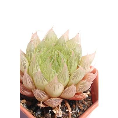 プリングレイ 2寸ポット ハオルチア ススキノ科 珍しい多肉植物 苗 透明窓 新築祝 誕生日祝 開店祝 結婚式祝 Haw 010 多肉永遠支店 通販 Yahoo ショッピング