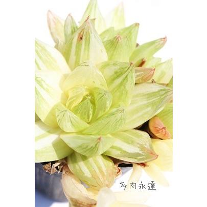 京の華錦優斑 ハオルチア ススキノ科 珍しい多肉植物 斑入り苗 透明窓