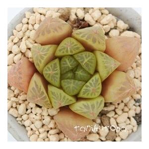 オブツーサライム 2寸ポット ハオルチア ススキノ科 珍しい多肉植物 苗