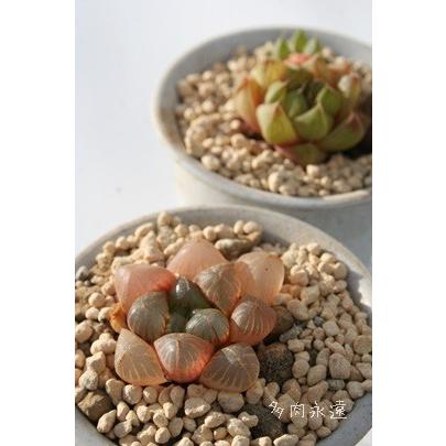 トルンカタいくら 2寸ポット ハオルチア ススキノ科 珍しい多肉植物 小型種 苗 透明窓 お祝 誕生日祝 銀婚式 還暦祝 慶事 Haw 025 多肉永遠支店 通販 Yahoo ショッピング