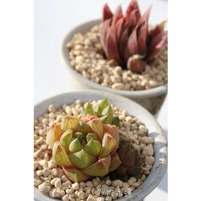 玉の泉 ハオルチア 2寸ポット ススキノ科 珍しい多肉植物 小型種 透明