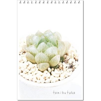 光るオブツーサ 2寸ポット ハオルチア ススキノ科 透明窓 苗 敬老の日 新築祝 誕生日祝 開店祝 結婚式祝 Haw 033 多肉永遠支店 通販 Yahoo ショッピング