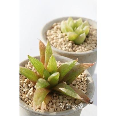 菊華の舞 2寸ポット ハオルチア ススキノ科 珍しい多肉植物 小型種 透明窓 室内 誕生日祝 手土産 引出物 慶事 Haw 037 多肉永遠支店 通販 Yahoo ショッピング