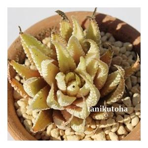 白蝶 2寸ポット ハオルチア ススキノ科 珍しい多肉植物 小型種 透明窓