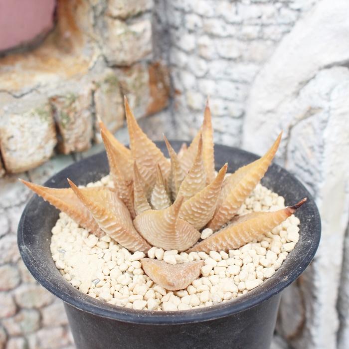 リミフォリア 2寸ポット ハオルチア ススキノ科 珍しい多肉植物 小