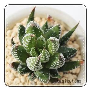 星の林 ハオルチア 2寸ポット ススキノ科 珍しい多肉植物 小型種 透明