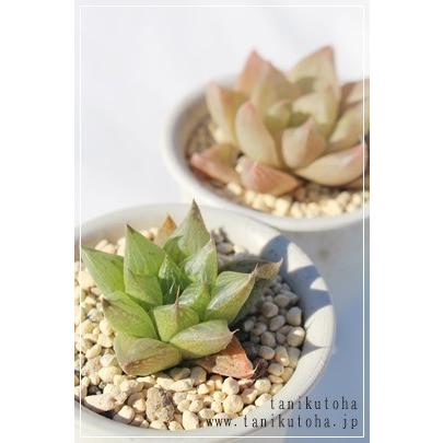 玉緑 2寸ポット ハオルチア ススキノ科 珍しい多肉植物 小型種 透明窓
