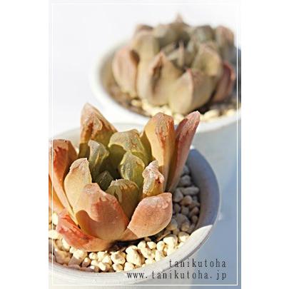 赤い薔薇 2寸ポット ハオルチア ススキノ科 珍しい多肉植物 小型種 透明窓 室内 誕生日祝 手土産 引出物 慶事 Haw 058 多肉永遠支店 通販 Yahoo ショッピング