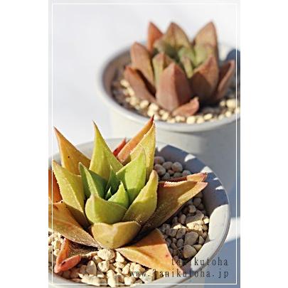 白羊宮 2寸ポット ハオルチア ススキノ科 珍しい多肉植物 小型種 透明窓 室内 誕生日祝 手土産 引出物 慶事 Haw 061 多肉永遠支店 通販 Yahoo ショッピング