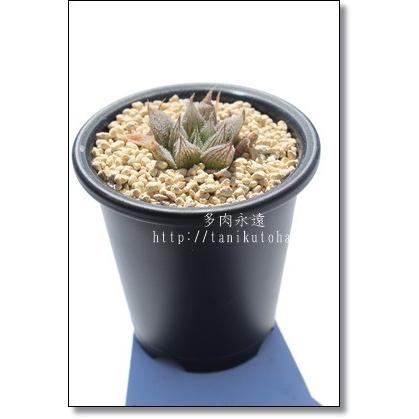 大注目 白雪絵巻 2寸ポット ハオルチア ススキノ科 珍しい多肉植物 小型種 透明窓 室内 誕生日祝 手土産 引出物 慶事