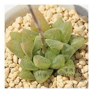 スノーレパード　ハオルチア　多肉植物 雪の華 2寸ポット ハオルチア ススキノ科 珍しい多肉植物 小型種 透明