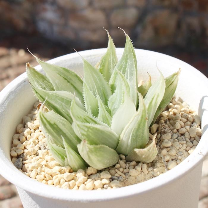 ミルキーウェイ ハオルチア haworthia milkyway ススキノ科 珍しい多肉