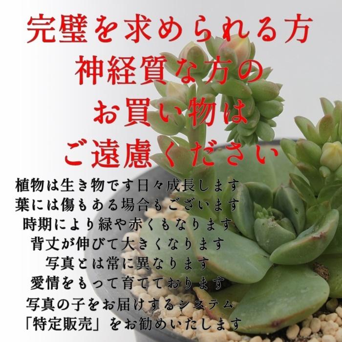 エケベリア韓国苗 母の日限定セット 韓国苗6種 多肉植物sサイズ5種類 韓国苗販売開始 多肉永遠 巣ごもりセット Iv Hahako 多肉永遠支店 通販 Yahoo ショッピング
