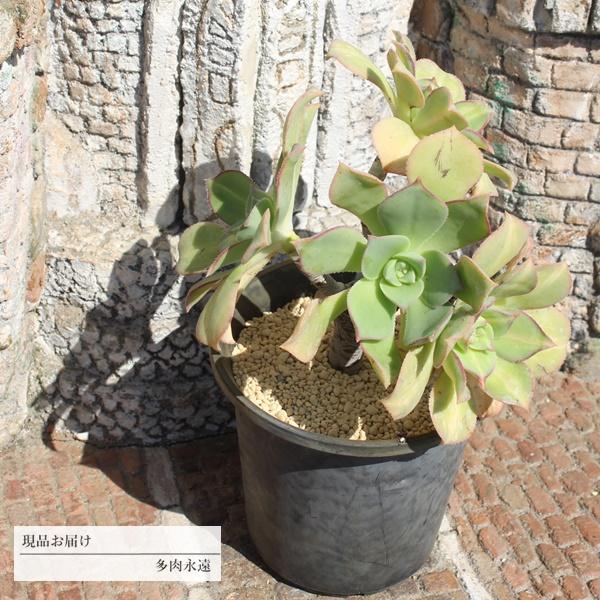 アルボレウム大木群生 Ji12 アエオニウム 11頭 現物の仔をお届け 1点もの 盆栽仕立て 10cmポット 珍しい多肉植物 開店祝 結婚式祝 観葉植物 インテリア Ji12 多肉永遠支店 通販 Yahoo ショッピング