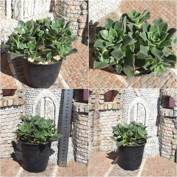 ハオルチー群生 JI7 アエオニウム 12頭 10cmポット 現物の仔をお届け 1