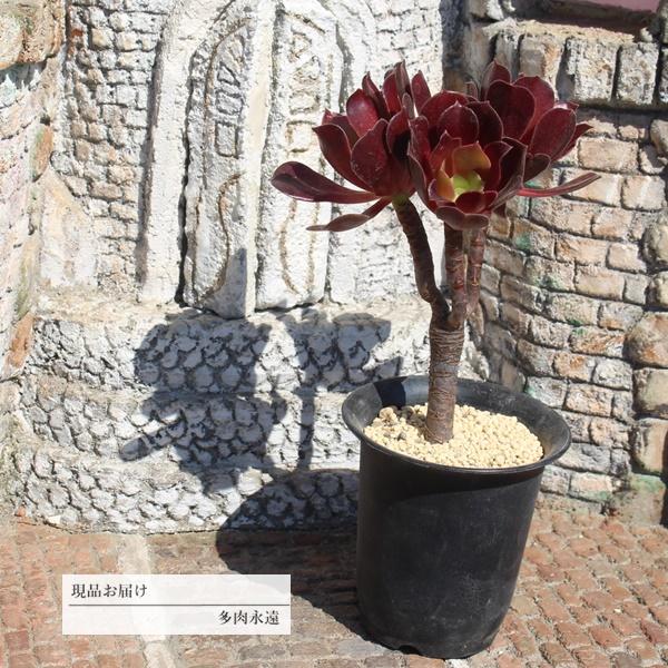 アルボレウム群生 Ji8 アエオニウム 9頭 現物の仔をお届け 1点もの 盆栽