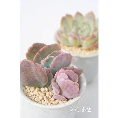 超希少 AJIさん苗 エレガンストラントンゴ 2頭株 札付き 多肉植物 超希少 AJIさん苗 エレガンストラントンゴ 2頭株 札付き 多肉植物