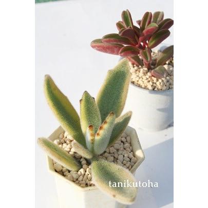 月兎耳錦 2寸ポット カランコエ 弁慶草科 多肉植物 根付苗 多肉激安 可愛い多肉植物 K 011 多肉永遠支店 通販 Yahoo ショッピング