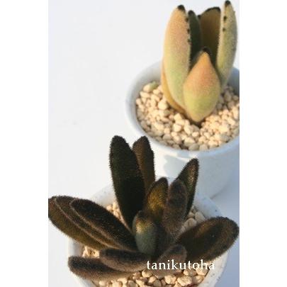 女性に人気 ショーガール 2寸ポット カランコエ 弁慶草科 多肉植物 根付苗 多肉激安 可愛い多肉植物 Bemaxarena Me