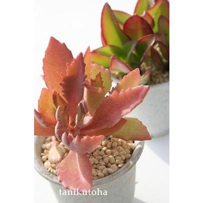 プ*太様 激レア！子株付き♪カランコエ「雪だるま」名札付き6cmポット