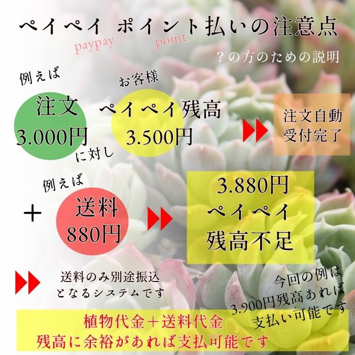 紅燕 2寸ポット カランコエ 弁慶草科 多肉植物 根付苗 多肉激安 可愛い多肉植物｜tanikutoha｜08