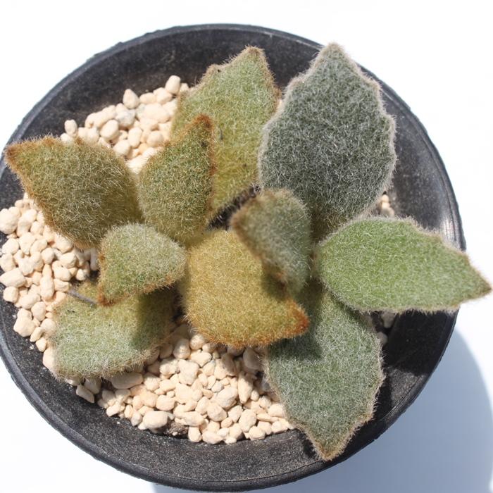 ラッキーガール カランコエ 2寸ポット 弁慶草科 多肉植物 根付苗 多肉