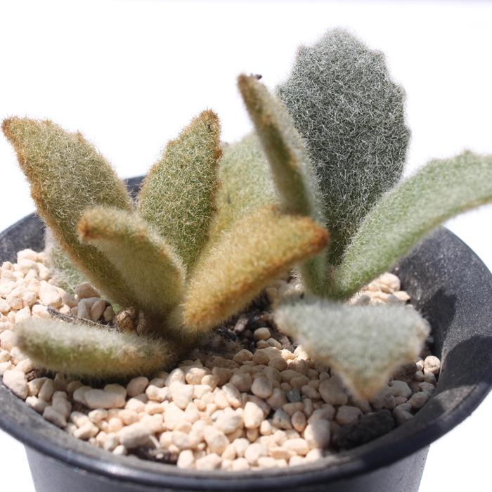 専用‼︎多肉植物^o^  ラッキーガール ラッキーガール カランコエ 2寸ポット 弁慶草科 多肉植物 根付苗 多肉