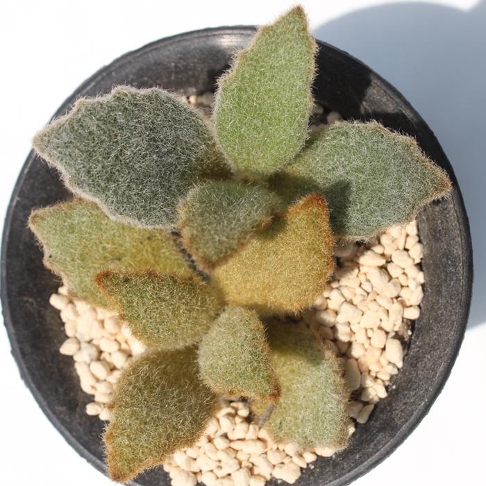 専用‼︎多肉植物^o^  ラッキーガール ラッキーガール。カランコエ 月兎耳の「多肉植物って楽しい」の