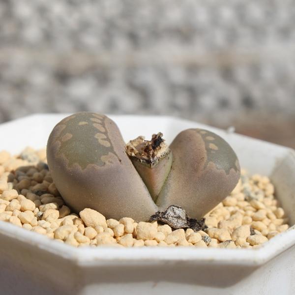 大津絵ピンク 1頭 リトープス Lithops 多肉植物 生きる宝石 ジュエリー