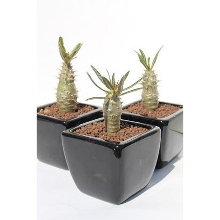 ロスラーツム パキポディウム コーデックス 珍しい多肉植物 苗 敬老の