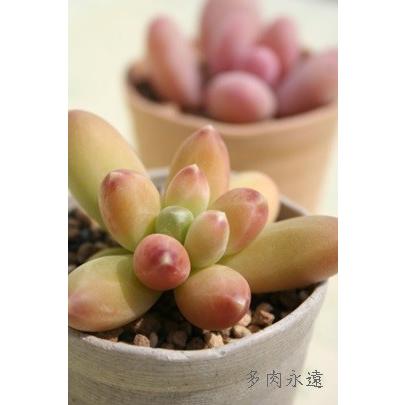 ブラクテオサム 2寸ポット パキフィツム 弁慶草科 多肉植物 根付苗 多肉激安 可愛い多肉植物 Pp 012 多肉永遠支店 通販 Yahoo ショッピング