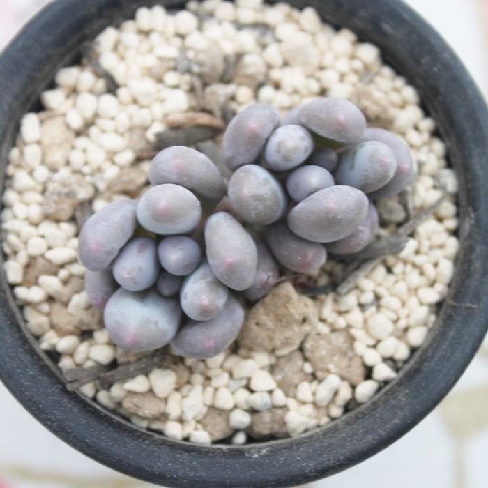 メーカー直売 オレンジスノーボール 2寸ポット パキフィツム 弁慶草科 可愛い多肉植物