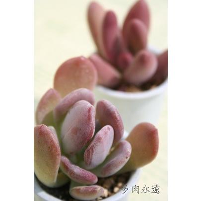 シンデレラ 2寸ポット パキベリア 弁慶草科 多肉植物 根付苗 多肉激安