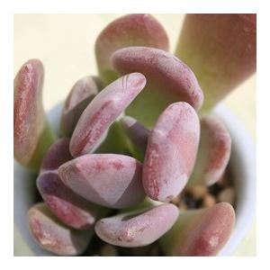 シンデレラ 2寸ポット パキベリア 弁慶草科 多肉植物 根付苗 多肉激安