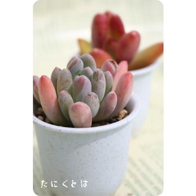都踊り 2寸ポット パキベリア 弁慶草科 多肉植物 根付苗 多肉激安 